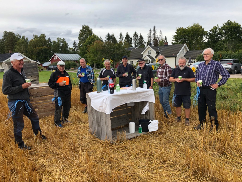 Innhøsting av julenek